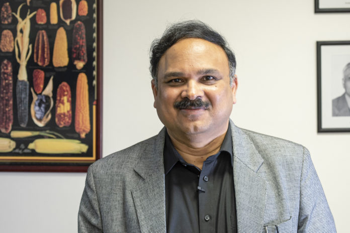 B.M. Prasanna, Director of the Global Maize Program at CIMMYT and the CGIAR Research Program on Maize (MAIZE). (Photo - Alfonso Cortés-CIMMYT)